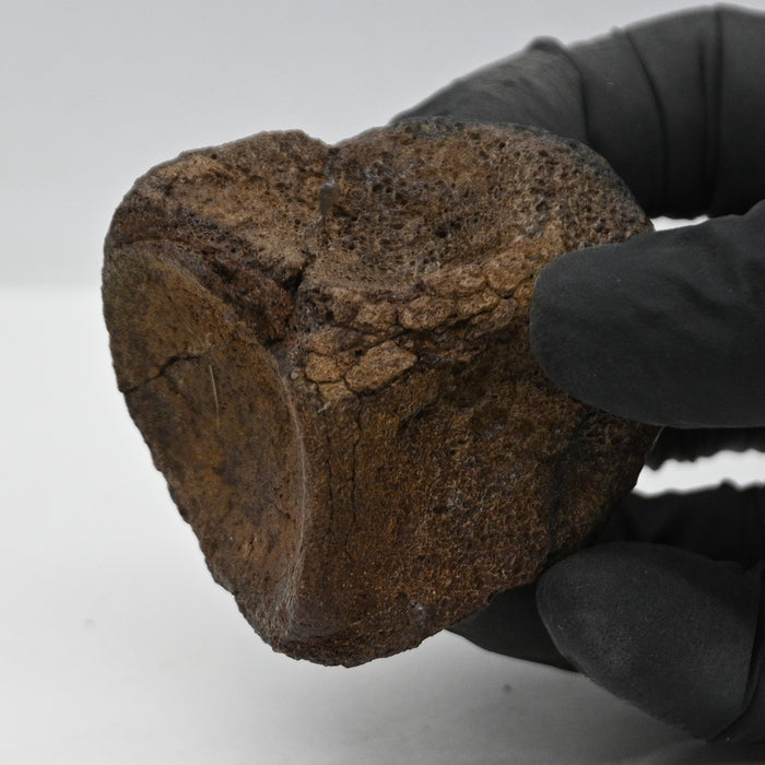 Hadrosaur Vertebra (Cervical?) | Judith River Formation | Montana