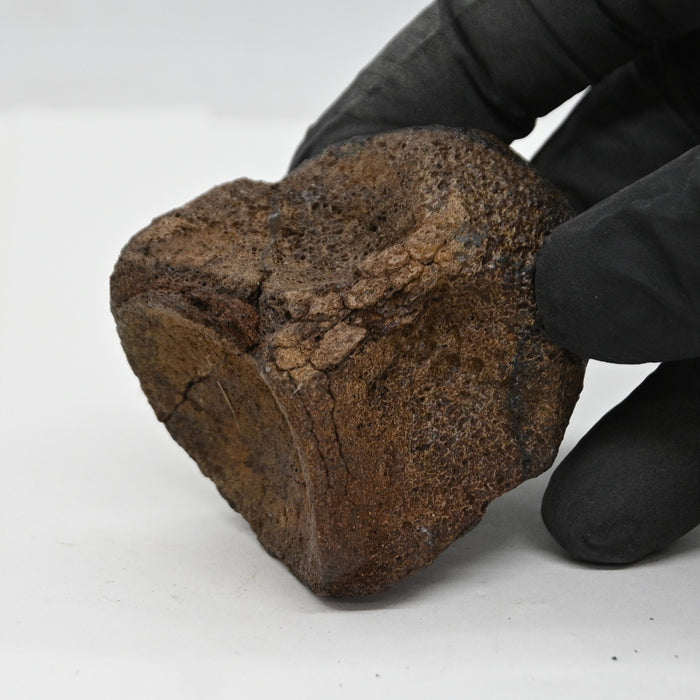 Hadrosaur Vertebra (Cervical?) | Judith River Formation | Montana