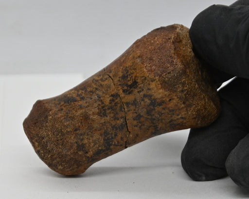 In Stone Fossils