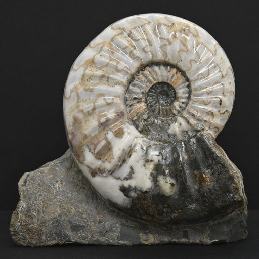 In Stone Fossils