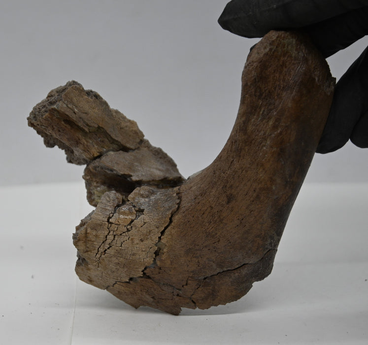 Juvenile Hadrosaur Lower Jaw Section | Judith River Formation | Montana