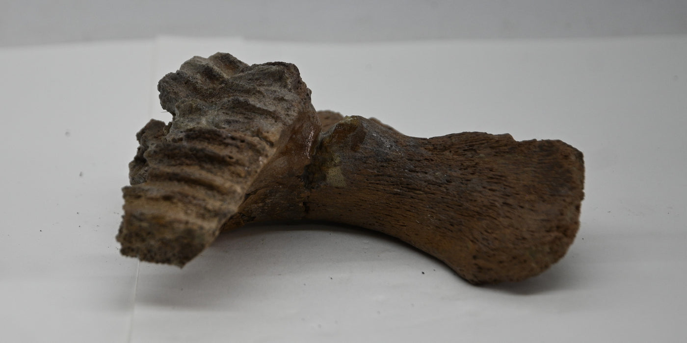 Juvenile Hadrosaur Lower Jaw Section | Judith River Formation | Montana