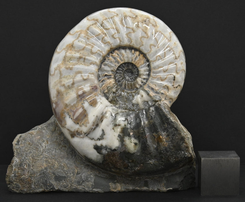 Scunthorpe Ammonite | Aegasteroceras sagittarium | England