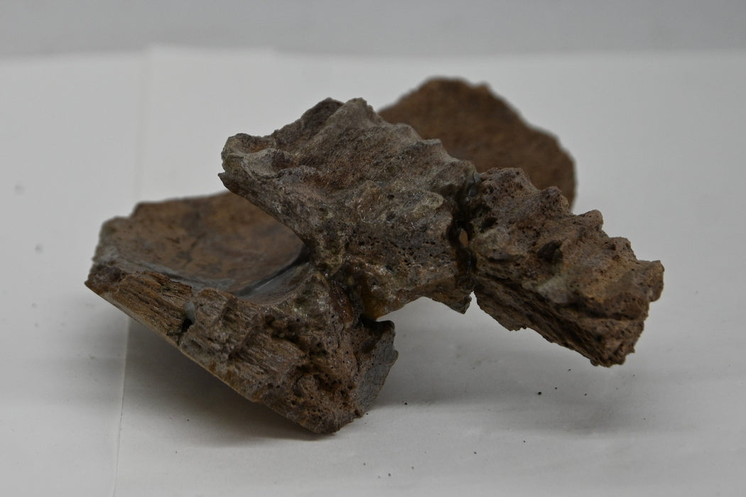 Juvenile Hadrosaur Lower Jaw Section | Judith River Formation | Montana