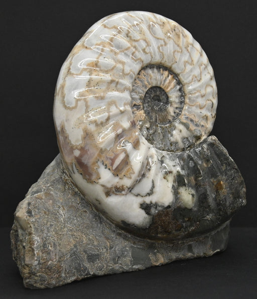 In Stone Fossils