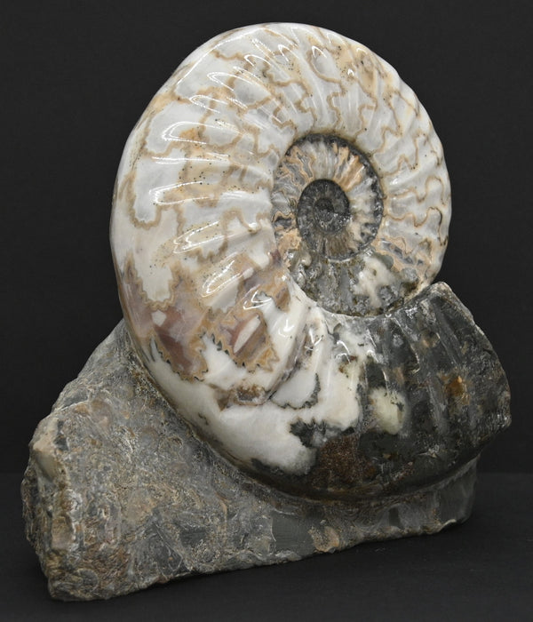 Scunthorpe Ammonite | Aegasteroceras sagittarium | England