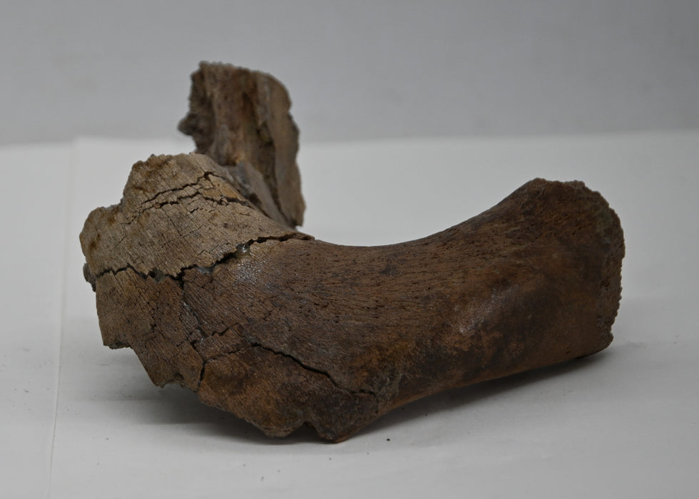 Juvenile Hadrosaur Lower Jaw Section | Judith River Formation | Montana