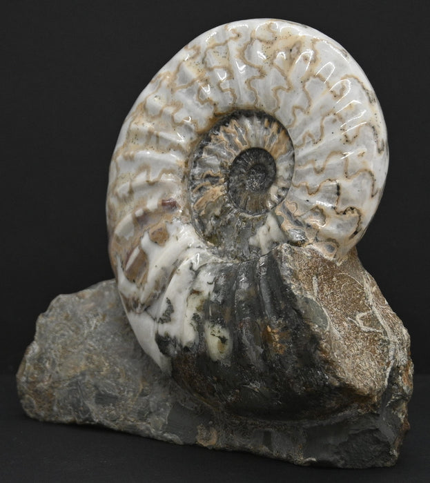 Scunthorpe Ammonite | Aegasteroceras sagittarium | England