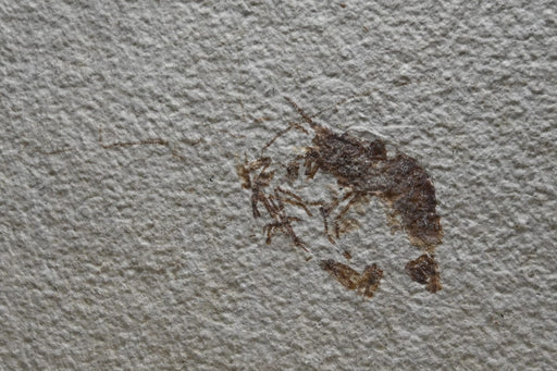In Stone Fossils