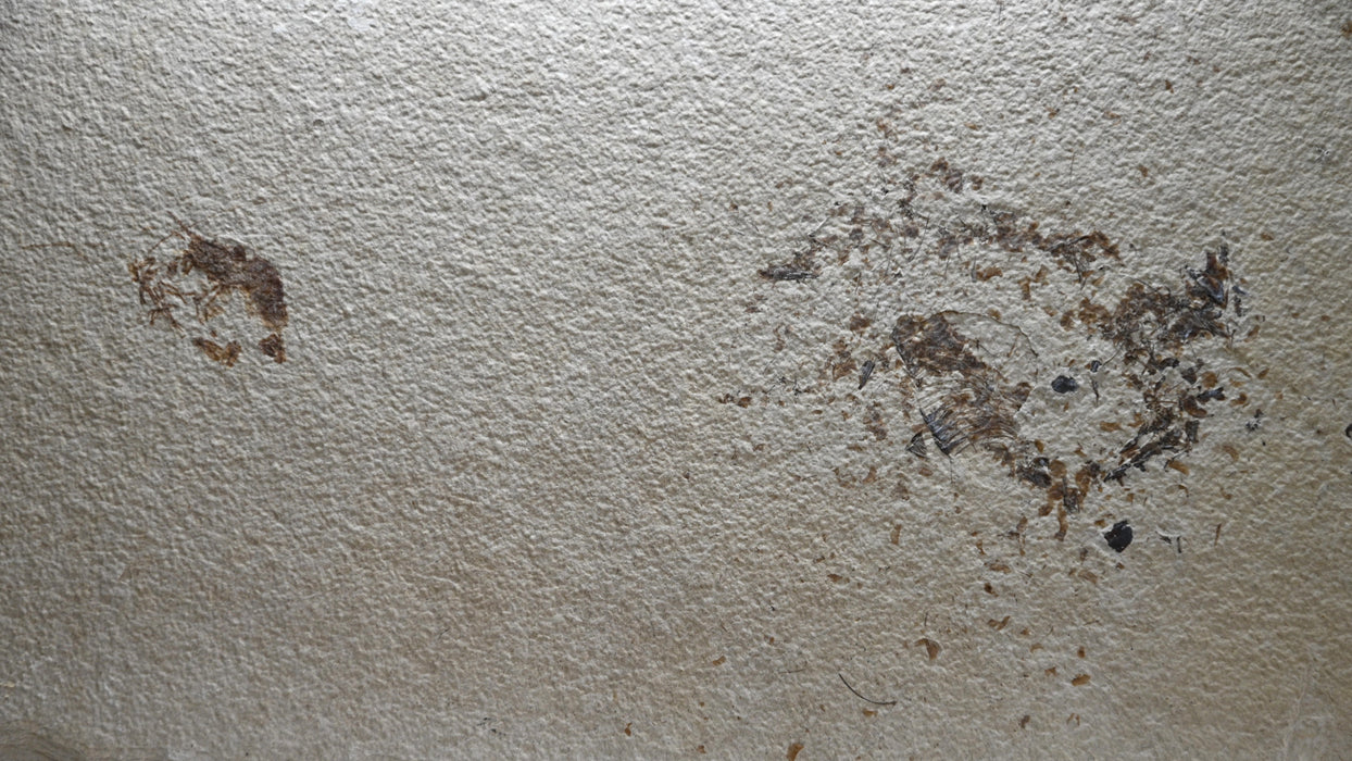 Fossil Shrimp w/ Heavily Disarticulated Fish | Green River Formation | Wyoming