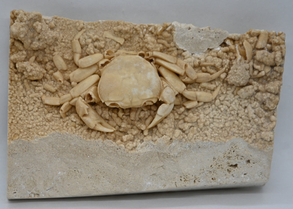 Fossil Crab Preserved In Travertine | Potamon potamios | Turkey