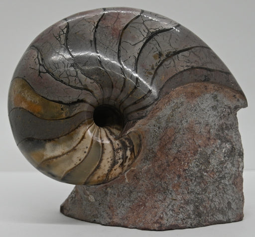 In Stone Fossils