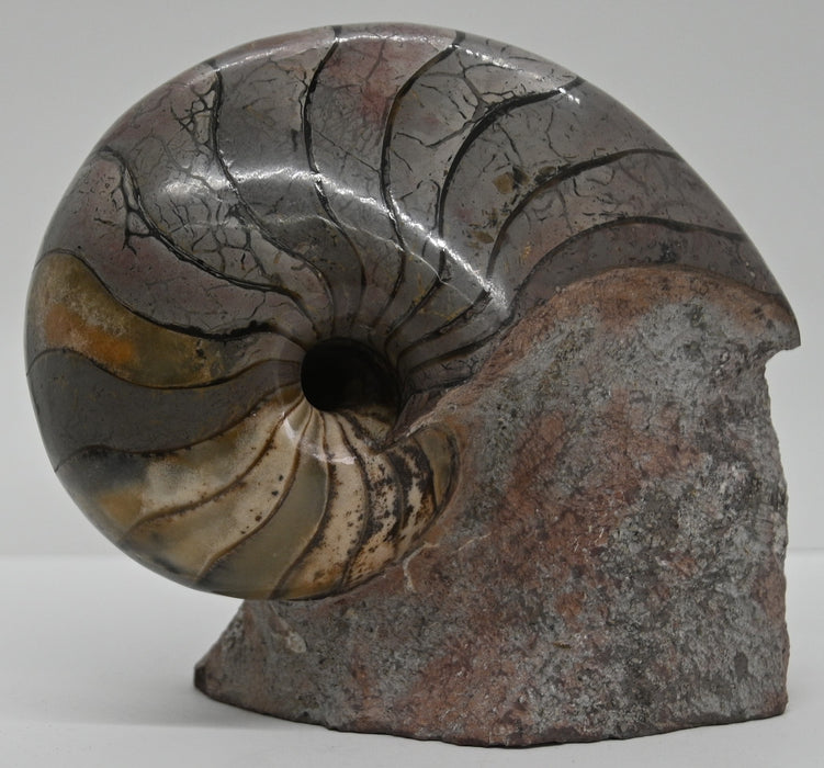Nautilus Fossil | France