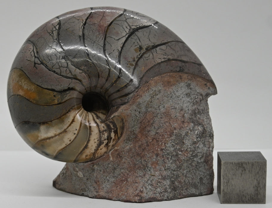 Nautilus Fossil | France