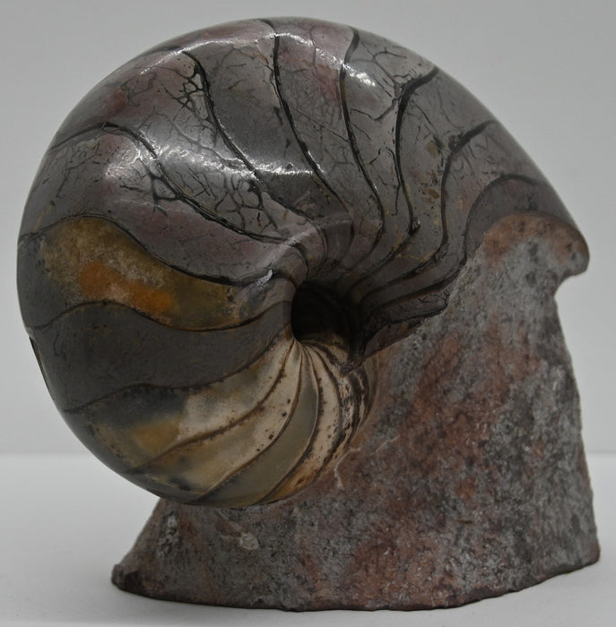 Nautilus Fossil | France
