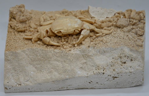 In Stone Fossils