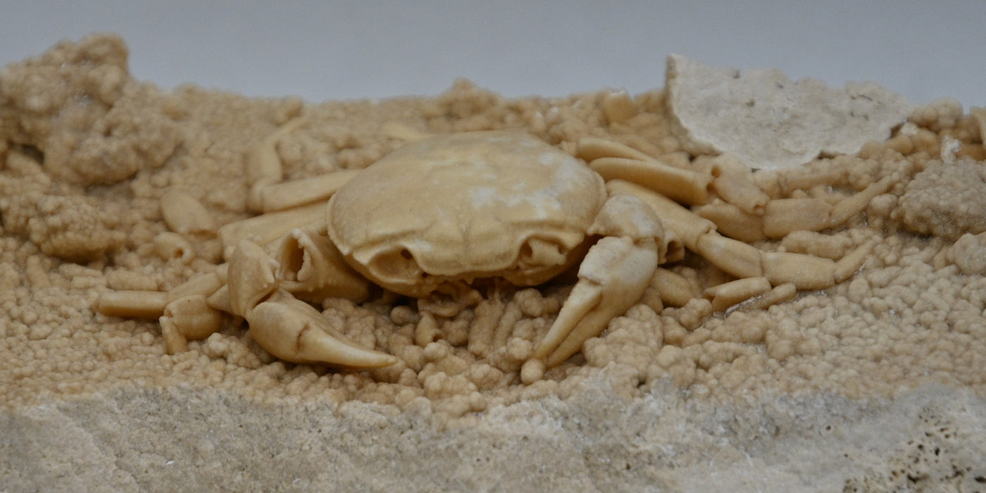 Fossil Crab Preserved In Travertine | Potamon potamios | Turkey