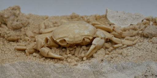 In Stone Fossils