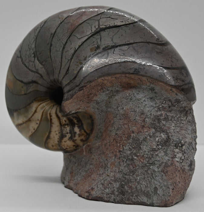 Nautilus Fossil | France
