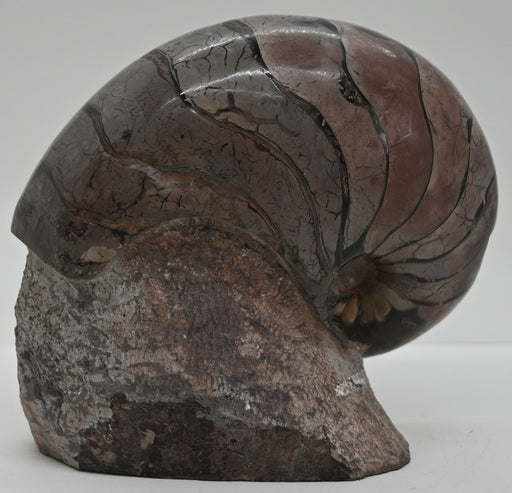In Stone Fossils