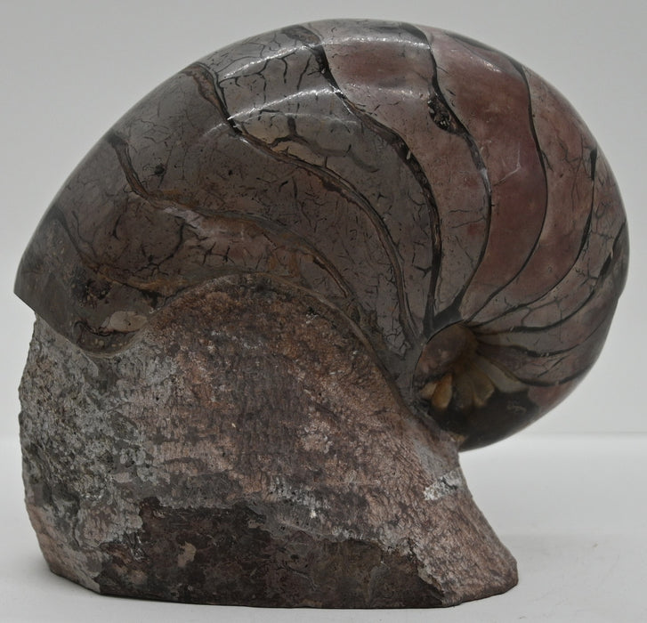 Nautilus Fossil | France