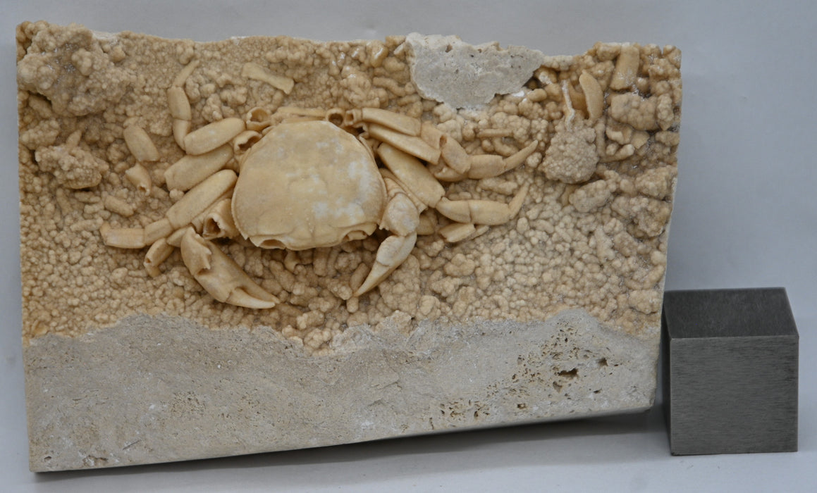 Fossil Crab Preserved In Travertine | Potamon potamios | Turkey