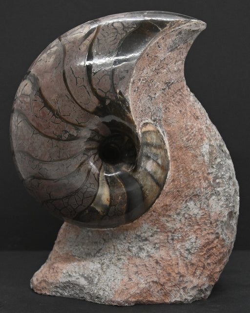 In Stone Fossils