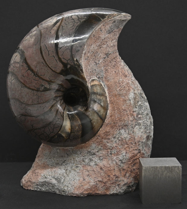 Nautilus Fossil | France