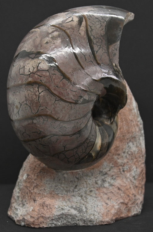 In Stone Fossils