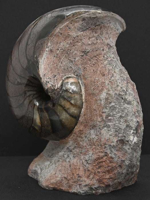 Nautilus Fossil | France