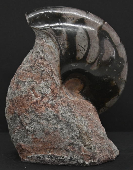 Nautilus Fossil | France