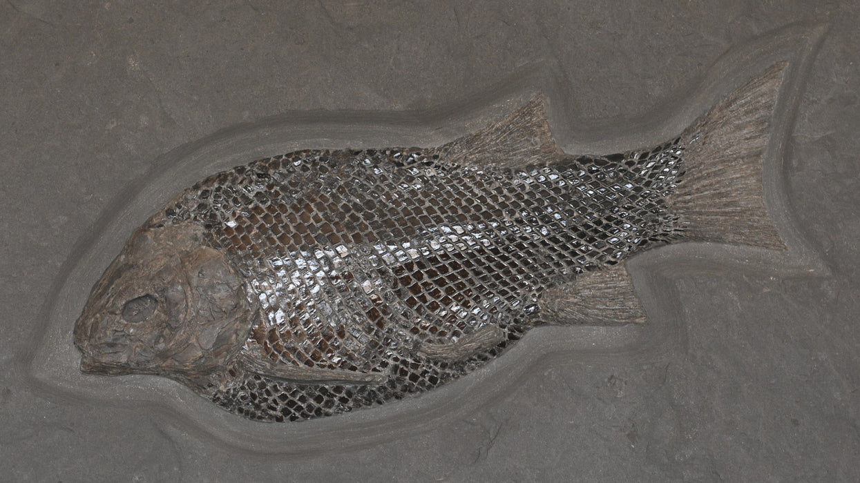 Jurassic Fish | Lepidotes | Germany