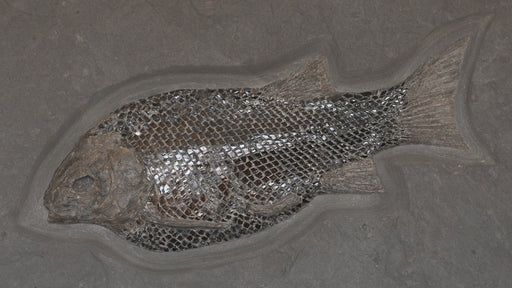 In Stone Fossils