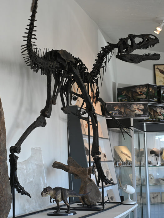Juvenile Allosaurus Skeleton Replica