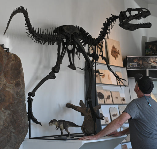 In Stone Fossils