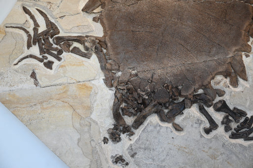 In Stone Fossils