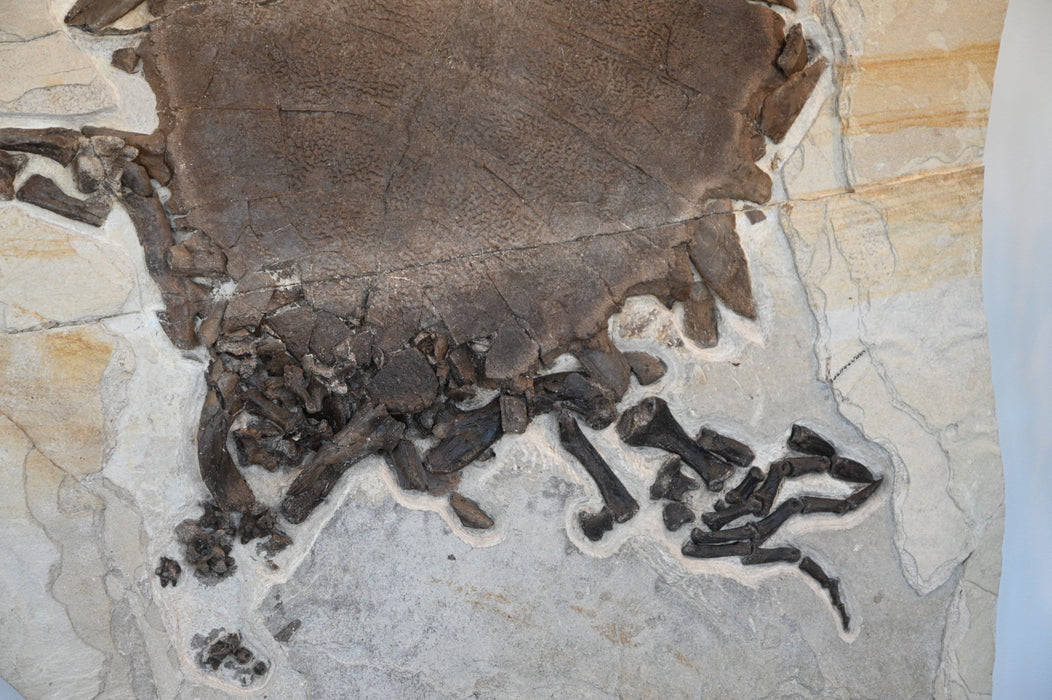 Rare Adult Axestemys byssinus Turtle | Green River Formation