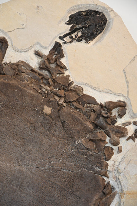 Rare Adult Axestemys byssinus Turtle | Green River Formation