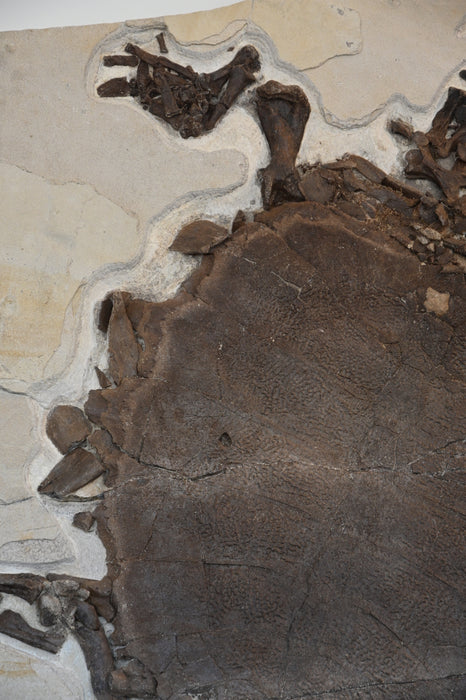 Rare Adult Axestemys byssinus Turtle | Green River Formation
