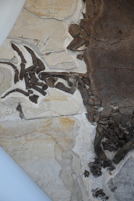 Rare Adult Axestemys byssinus Turtle | Green River Formation
