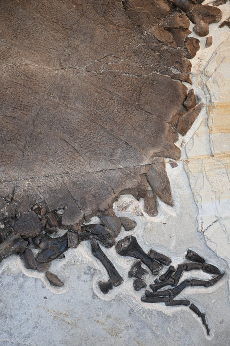 Rare Adult Axestemys byssinus Turtle | Green River Formation