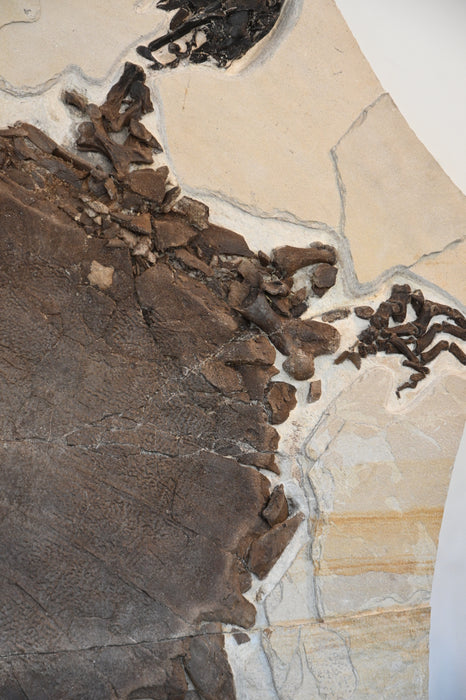 Rare Adult Axestemys byssinus Turtle | Green River Formation