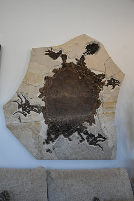 Rare Adult Axestemys byssinus Turtle | Green River Formation