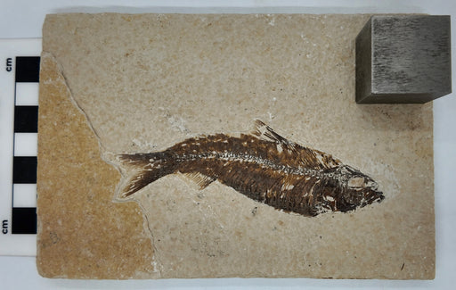 In Stone Fossils