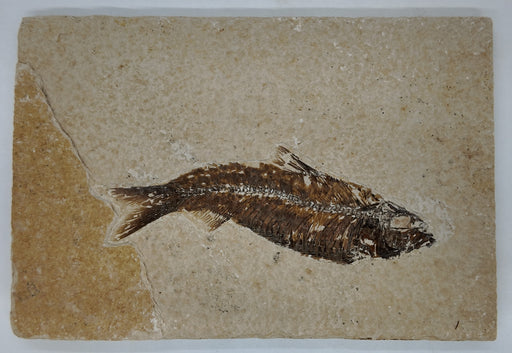 In Stone Fossils