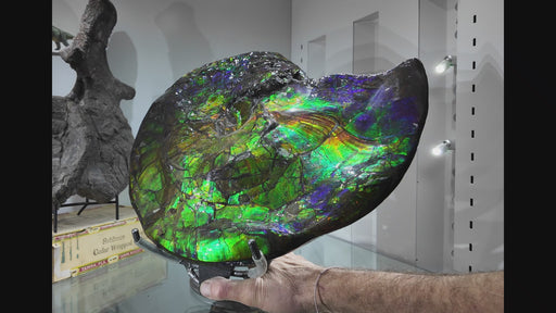 In Stone Fossils
