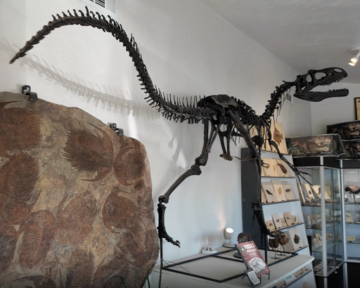 In Stone Fossils