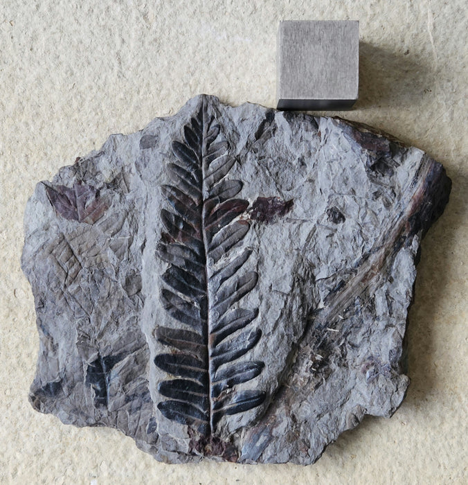 Fossil Fern | Callipteridium pteridium | Spain
