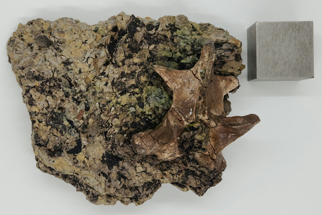 Crocodylomorph Process | Texas