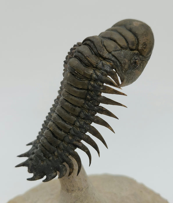 Crotalocephalina Trilobite | Morocco